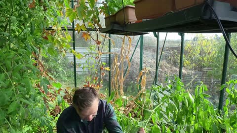 GREENHOUSE CLEAR OUT! Last Tomato & Pepper Harvest before the winter.