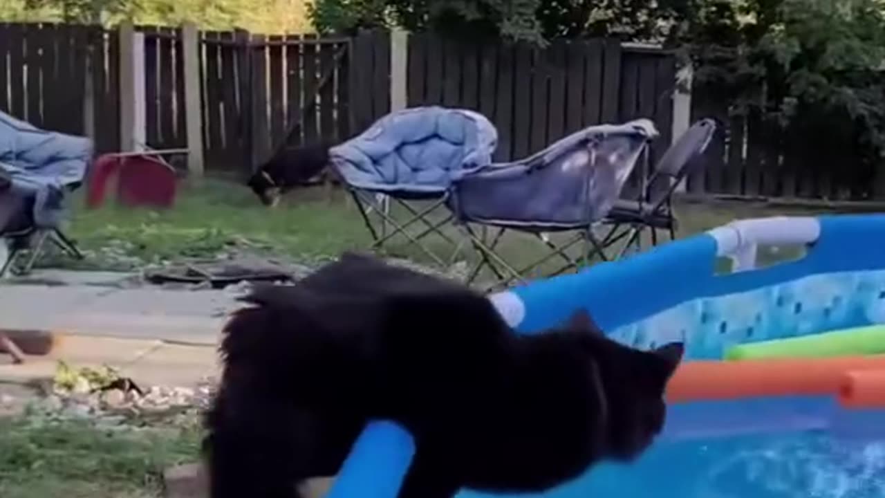 Best funny cats video. #funny #hahaha #omg #pets#rec #fyp #viral