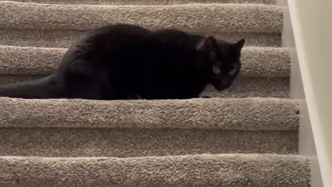Cute Precious Piper Guards the Entire Upstairs - Adopting a Cat from a Shelter Vlog