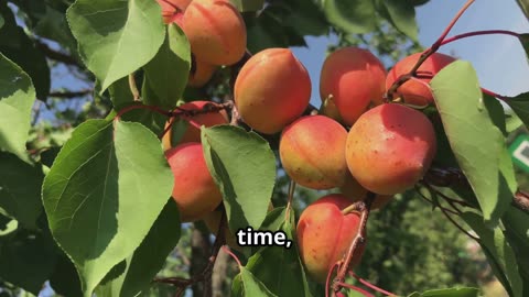 🌸 Cita sobre el albaricoque | Apricot Quote – Español e Inglés | Día Escolar de la Fruta