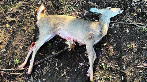 Killer Instinct SWAT Crossbow Deer Hunt