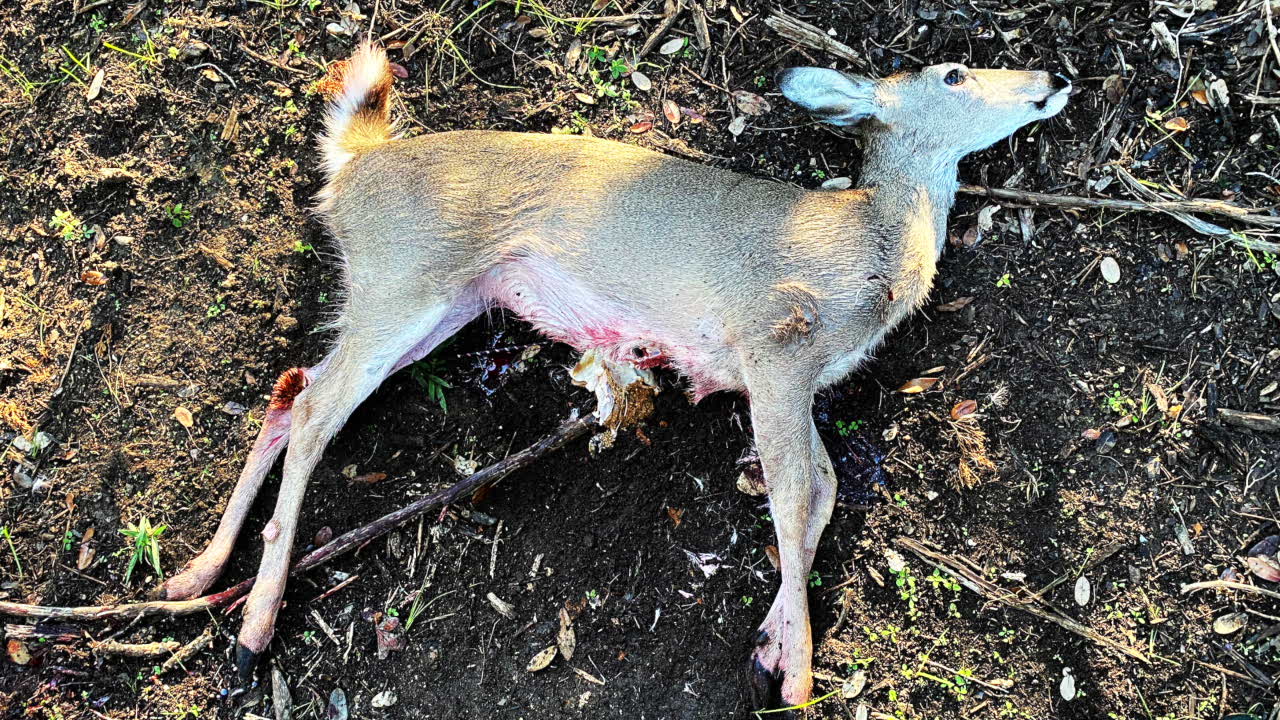 Killer Instinct SWAT Crossbow Deer Hunt