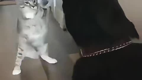 Funny Cats vs Dogs