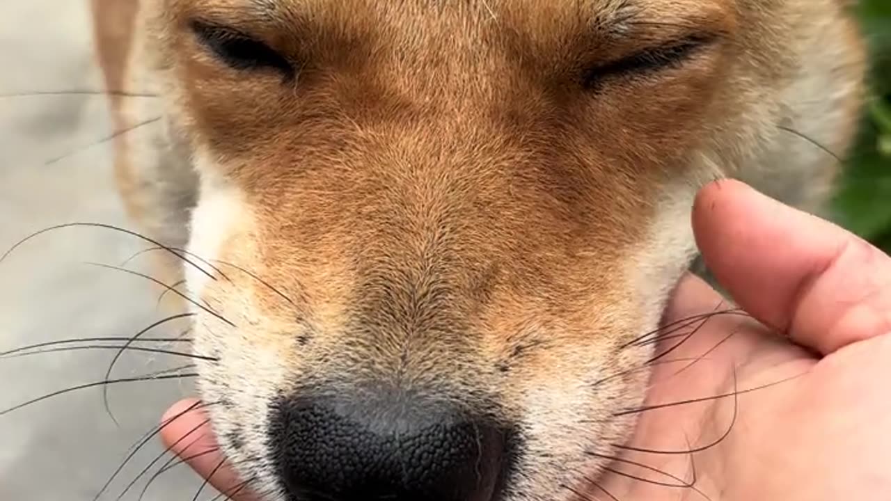 Other dogs shake hands, but you bite my hand.