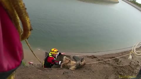 Bodycam shows Fresno County deputies rescue 2 dogs from a canal