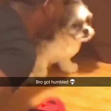Man shuts up loud dog by acting like the alpha dog