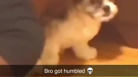 Man shuts up loud dog by acting like the alpha dog