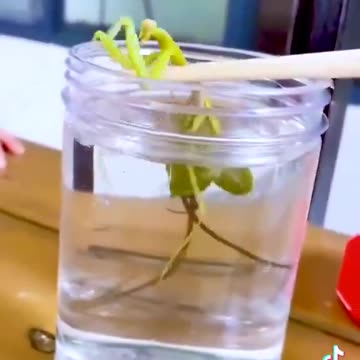 Praying Mantis lowered into water to entice out the parasite within!