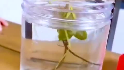 Praying Mantis lowered into water to entice out the parasite within!