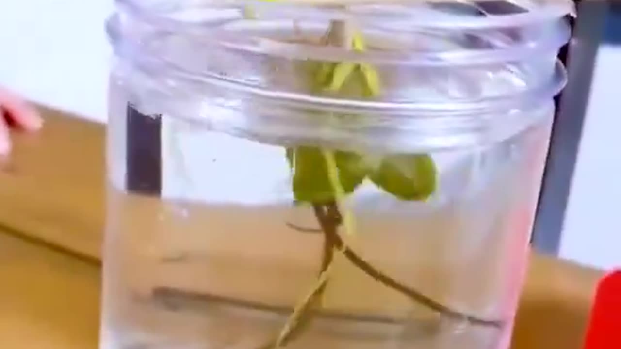 Praying Mantis lowered into water to entice out the parasite within!