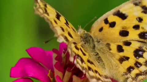 Whispers of Butterfly Wings 🦋🌸 | Sounds of Nature