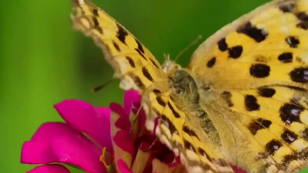 Whispers of Butterfly Wings 🦋🌸 | Sounds of Nature
