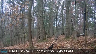 The Woods – 11/19/2025