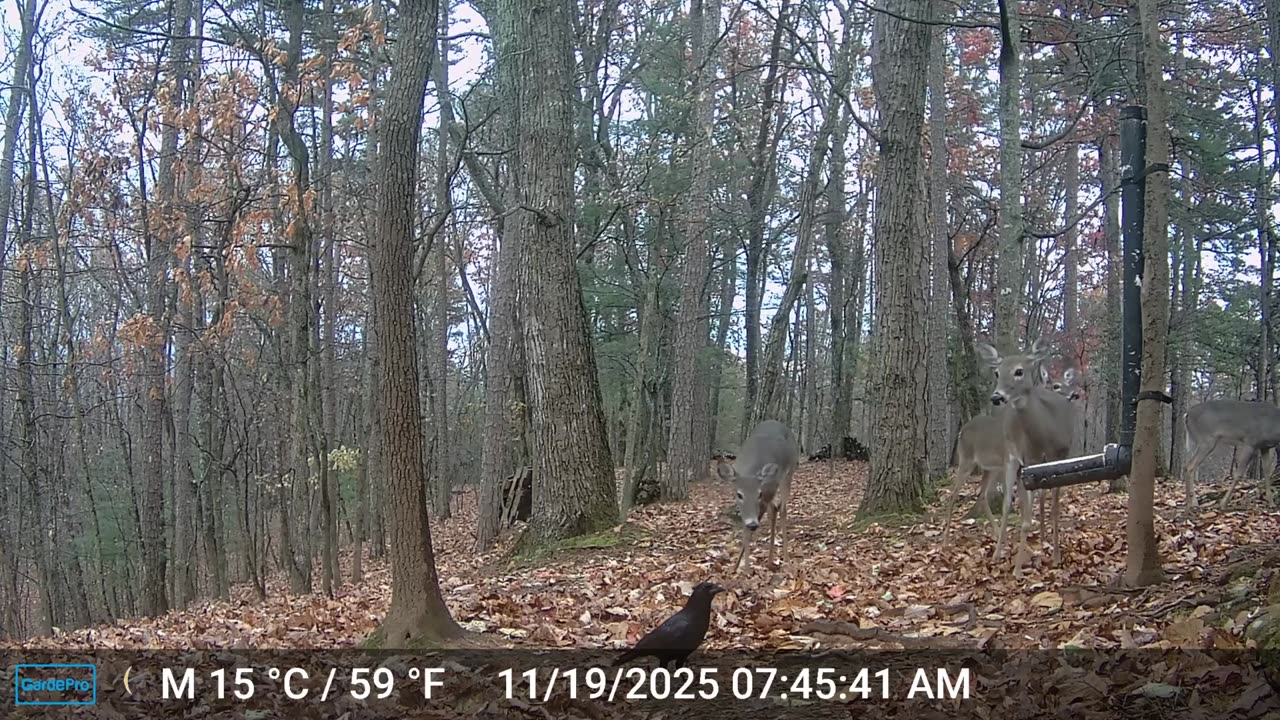 The Woods – 11/19/2025