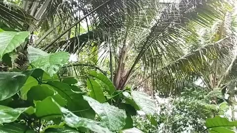 Solo camping HAevy Rain building simple cabin from bamboo tree middle fores