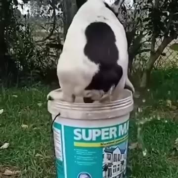 Funny animals 2023😆 - Funniest Cats and Dogs Video🐕🐈211 #shorts