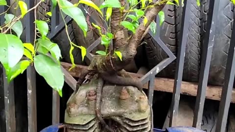Planting a Machine, Growing a Tree?! 😂🌱