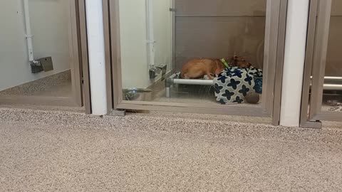 Tia-right 2y A866369 kennel 92B PACC shelter VID_20250515_131722307_02