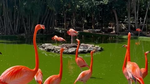 Nature and Animals
