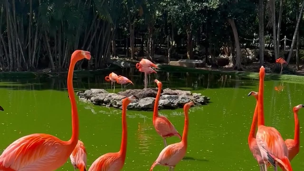 Nature and Animals