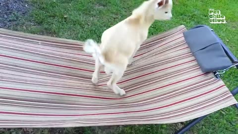 funniest animal video