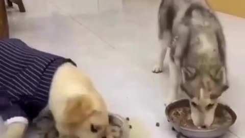 Labrador and Husky have big hungry