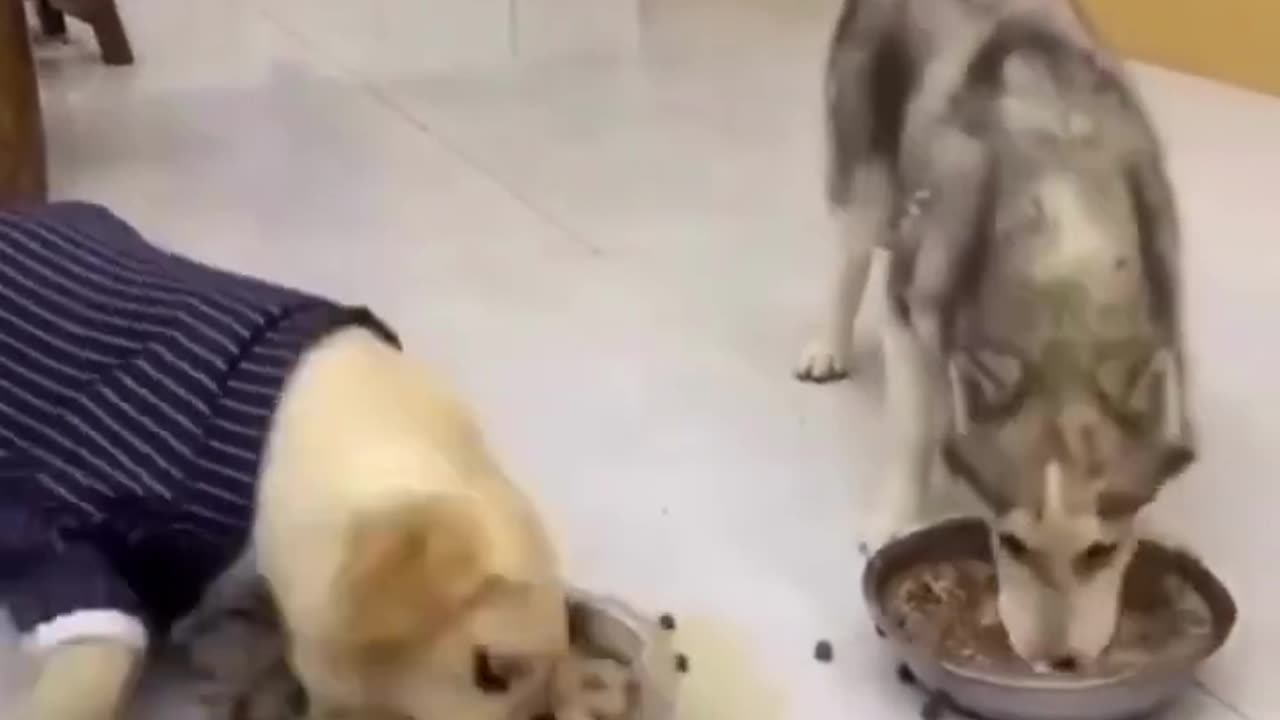 Labrador and Husky have big hungry