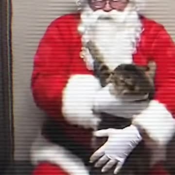 Santa and His Cat