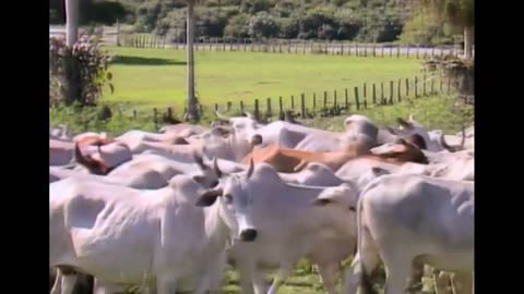 Pantanal 1990 - Capítulo 39 (Rede Manchete)