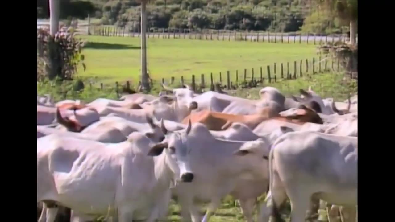 Pantanal 1990 - Capítulo 39 (Rede Manchete)