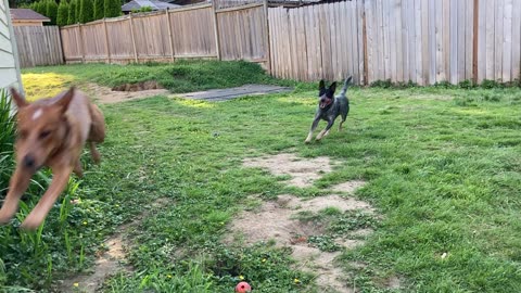 backyard chase 32897439287232223098