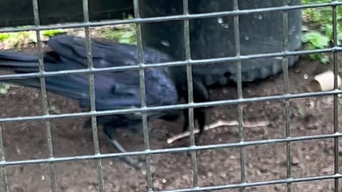 Raven Buries Its Leftovers Like a Genius!