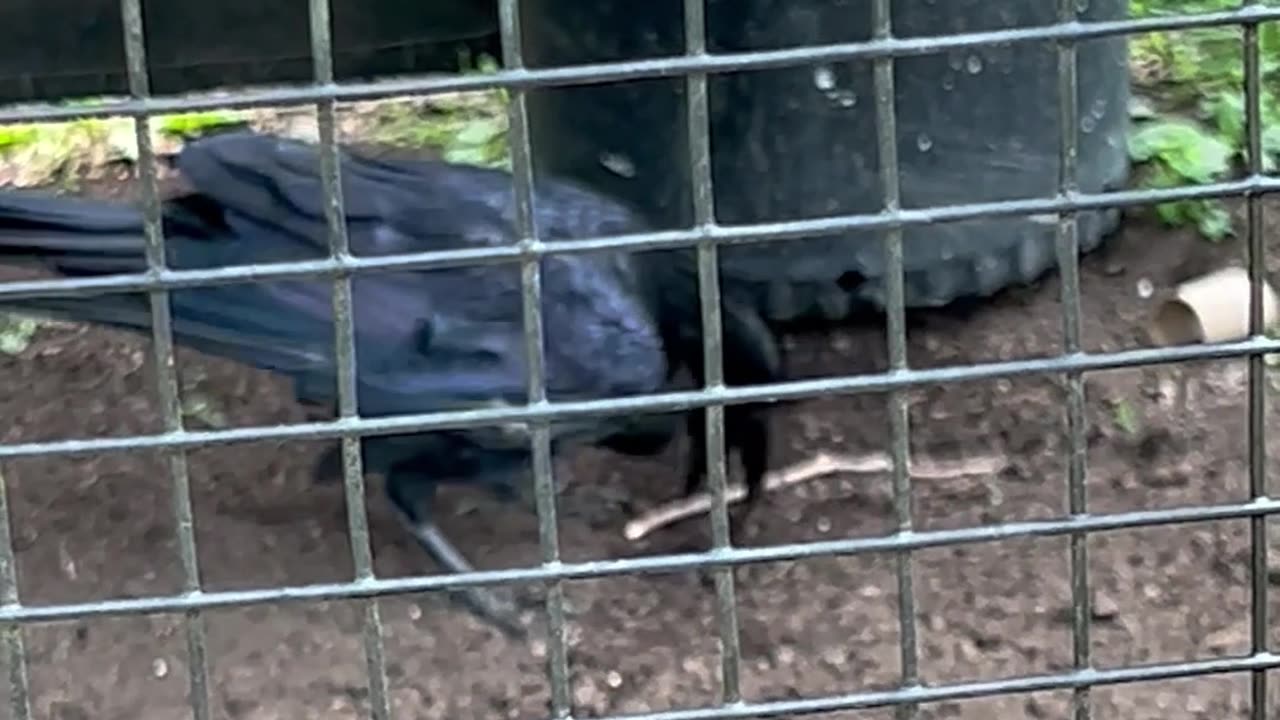 Raven Buries Its Leftovers Like a Genius!