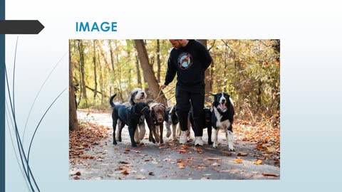 Best Group Dog Walks in Plantation