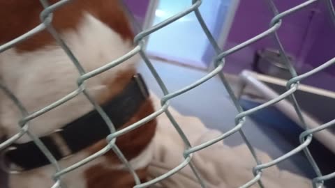 Edelweiss 6y Pet Id 948323 kennel 16 HSSAZ shelter such a loving heart gettin vocal lately2025829612