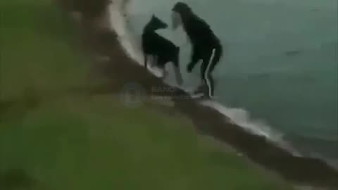funny dog