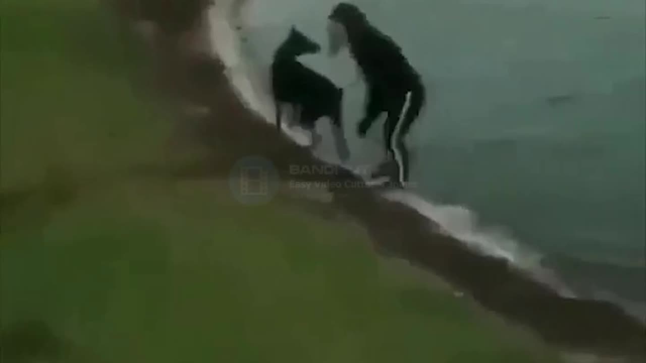 funny dog