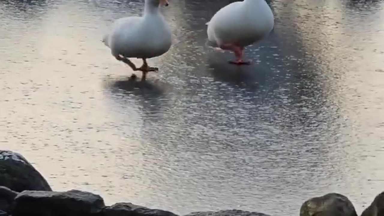 Daily doses ducks 🦆🦆