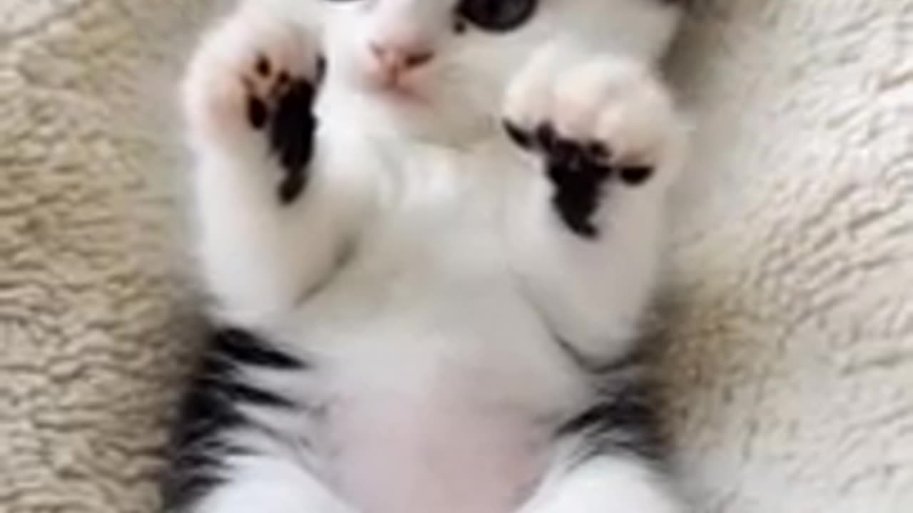 TRY NOT TO LAUGH 😆 Best Funny Videos Compilation 😂😁😆 Memes.