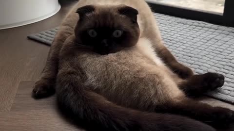 crazy cats funny