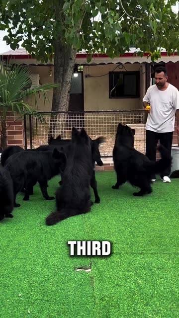 top 5 most common dog breeds inn the USA