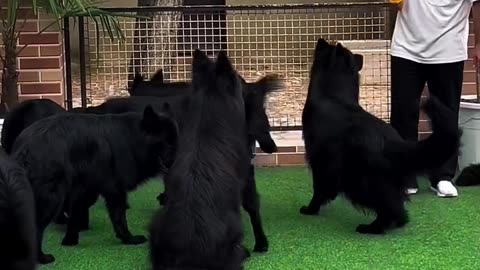 top 5 most common dog breeds inn the USA