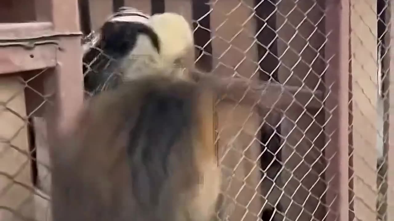 Cat Fiercely Fighting a Weasel to Save a Rabbit