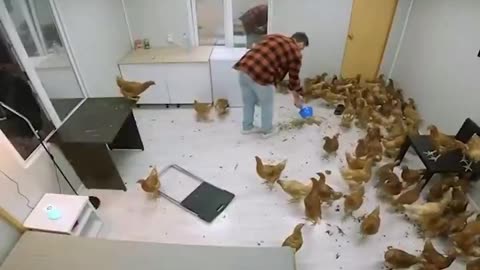 Rooster Challenge