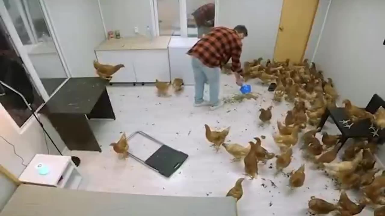 Rooster Challenge