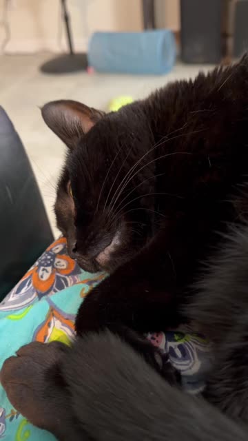 Cute Precious Piper Gets Comfortable on My Lap - My Adopted Shelter Cat Vlog. #shorts