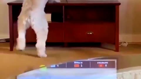 This dog is crazy about horse racing.