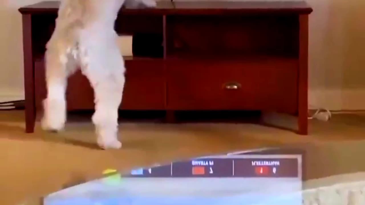 This dog is crazy about horse racing.