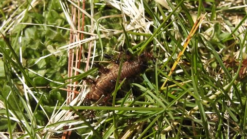 A few bugs and flowers of Southeastern Ontario, Canada