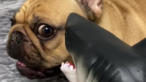 Moody Frenchies
